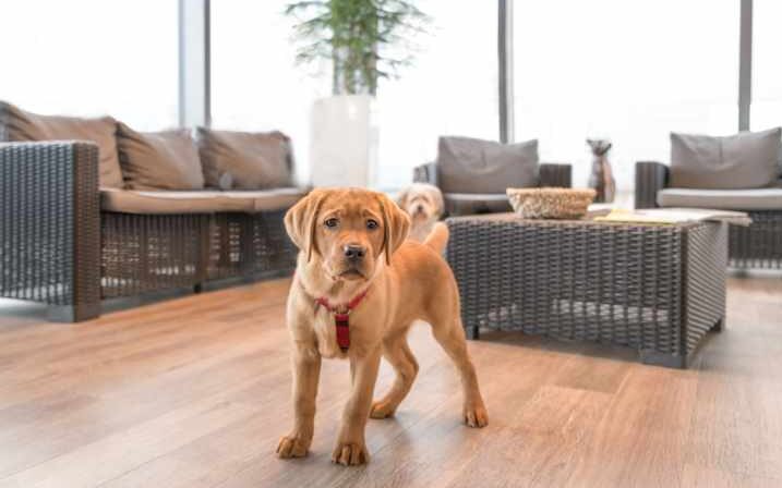 Common Veterinary Clinic Layout Mistakes and How to Avoid Them